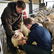 Why testing this winter is key to controlling liver fluke