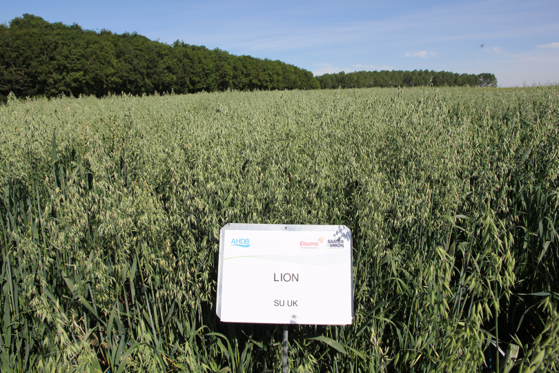 Extensive trials show Spring Oats needn’t be styled a Cinderella crop ...