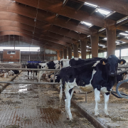 Tackle mastitis with bedding sanitiser this winter