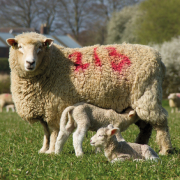 ‘More support needed for farming to reach net zero’