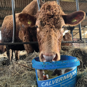 Supplement meets pre-calving nutrient demands