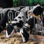 Milk production holds up despite fewer producers