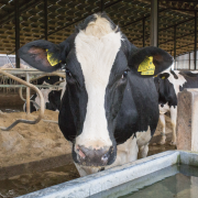 Summer heat stress is big challenge for dairy cows