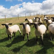 Yeast additive boosts lamb productivity