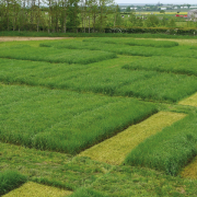 How reseeding swards helps boost grassland performance