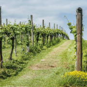 Investors raise a glass to English vineyards