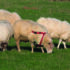 Body condition score ewes to optimise scanning rates