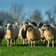 Handy tweaks to get best from sheep flocks this winter