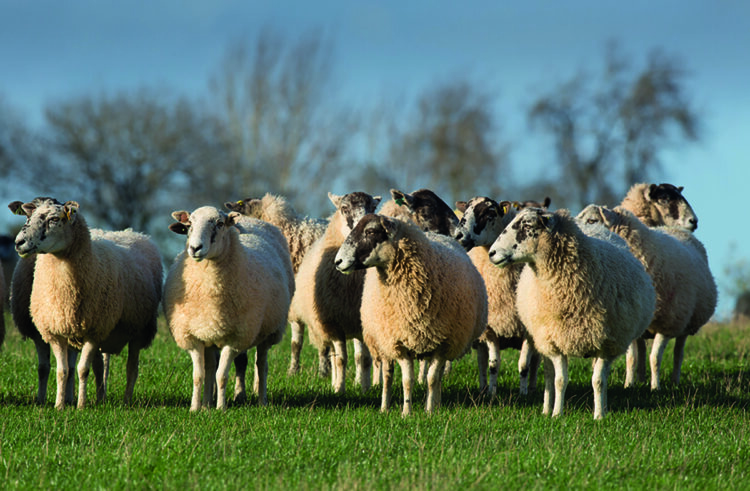 Handy tweaks to get best from sheep flocks this winter