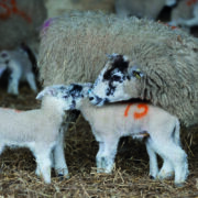 How to get lambing off to the best start