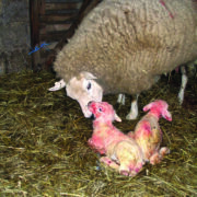 Producers face no respite from livestock challenges this winter