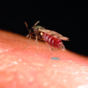 Welcome relaxation of bluetongue control zones