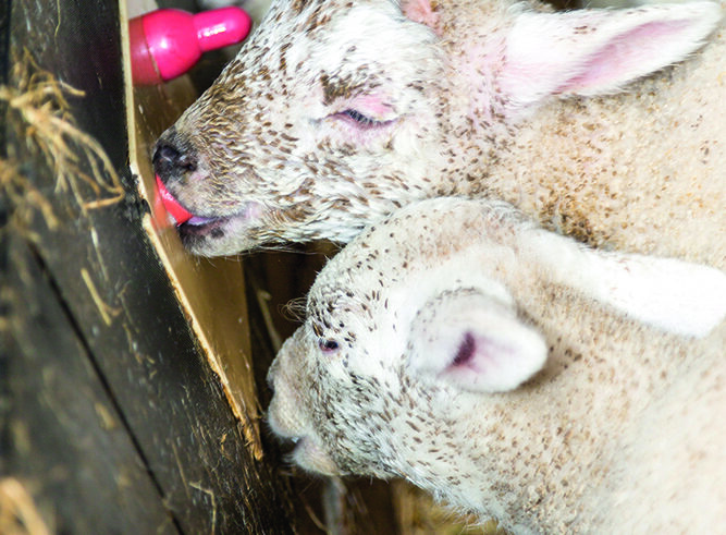5 steps to better surplus lamb growth