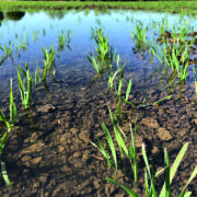 Tough decisions lie ahead for flood-hit crops