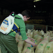 Blowfly warning for eastern region sheep farmers