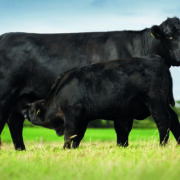 How to optimise genetics for better beef production