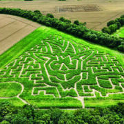 Project to grow onions without soil