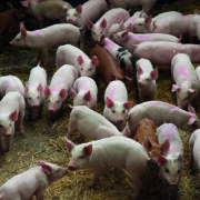Piglets ‘can thrive’ without zinc oxide