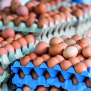 Keep watchful eye on Salmonella risk