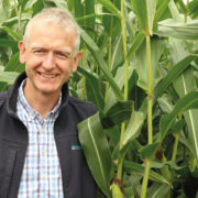 How to formulate winter rations to reduce acidosis and lameness