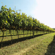 Fragmented land market sees values polarise