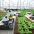 What next for British farmers?