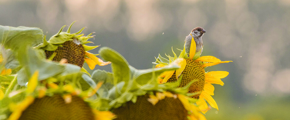 Green schemes can boost farm resilience – but risks still remain