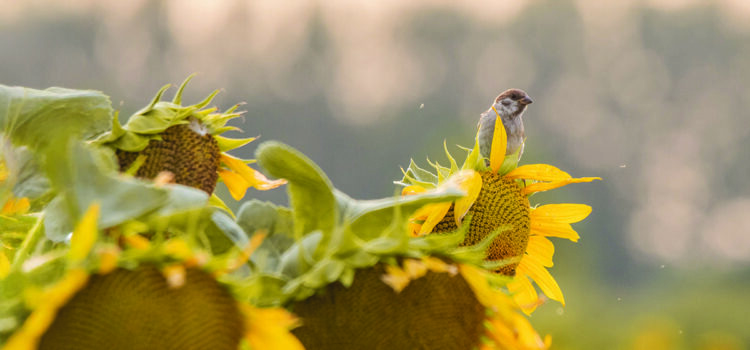 Green schemes can boost farm resilience – but risks still remain
