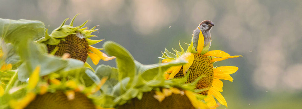 Green schemes can boost farm resilience – but risks still remain