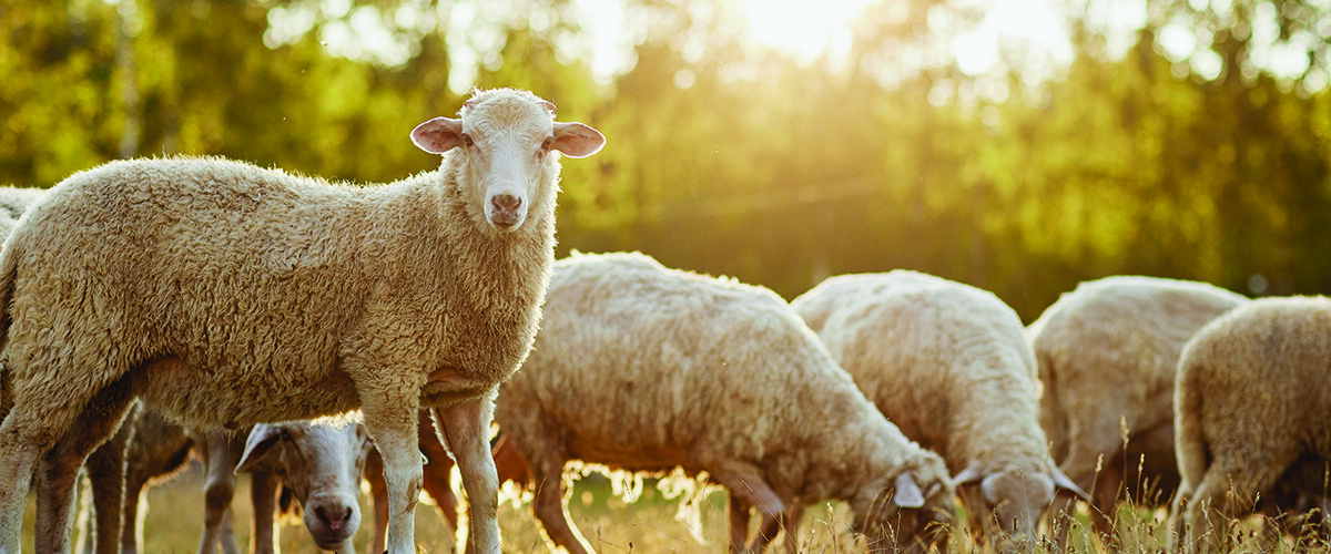 How to prioritise ewe condition before tupping