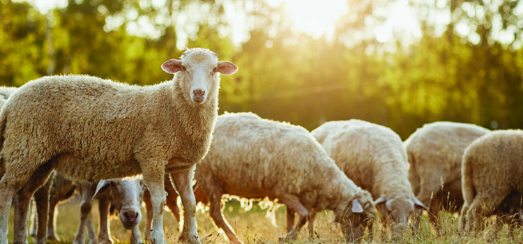 How to prioritise ewe condition before tupping