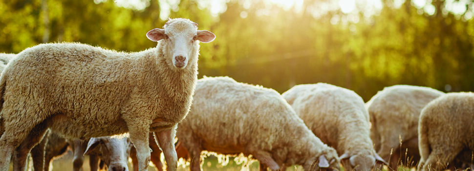 How to prioritise ewe condition before tupping