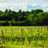 Specialist advice now for vineyard growers