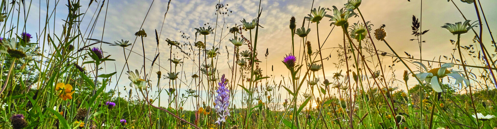 Biodiversity can offer farmers potential income stream