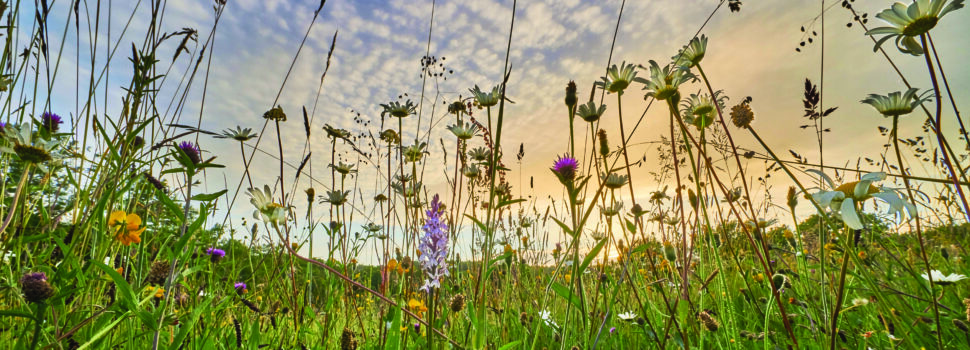 Biodiversity can offer farmers potential income stream