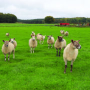 Check forage quality and ewe condition before lambing