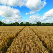 Farmland values dip again as tax uncertainty slows the market