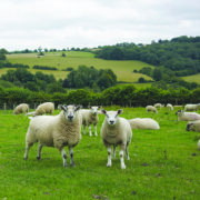 ‘Test don’t guess’ for liver fluke