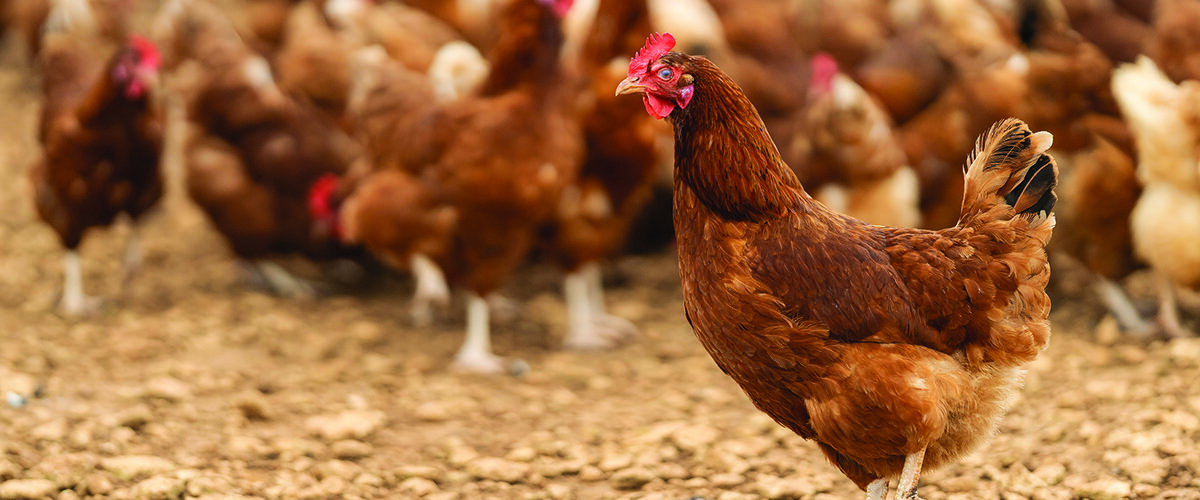 Chance to diversify into free-range eggs