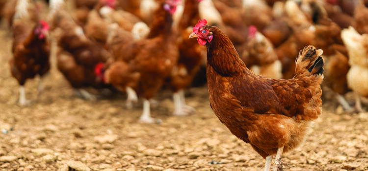 Chance to diversify into free-range eggs