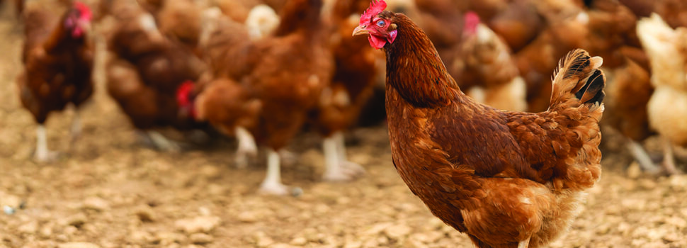 Chance to diversify into free-range eggs