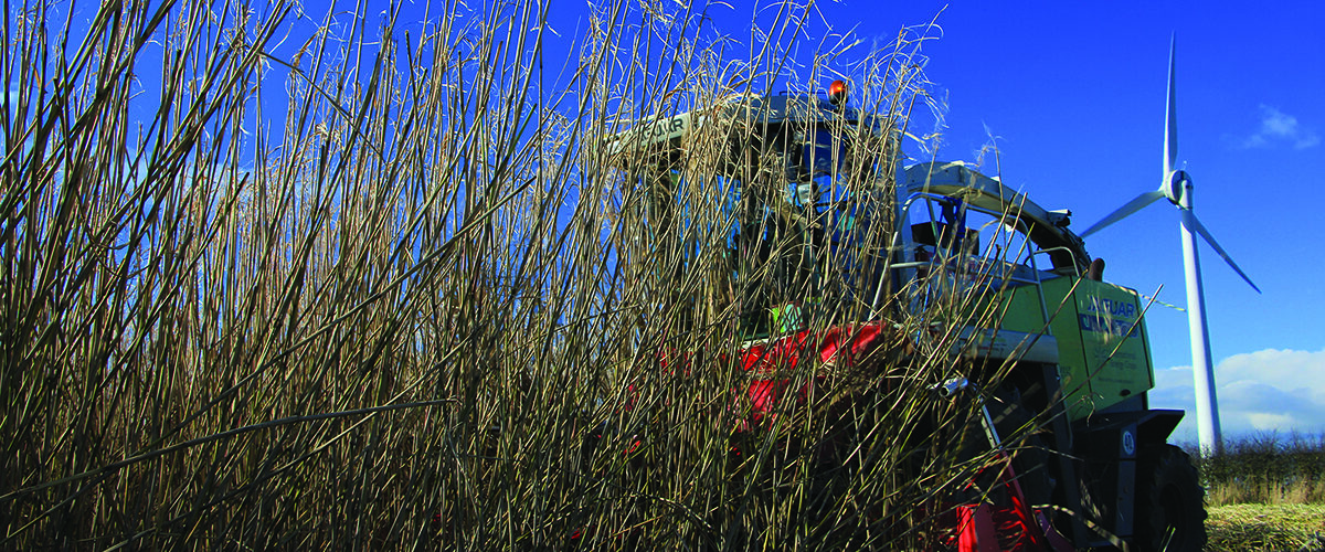 Miscanthus crops ‘boost soil carbon storage’