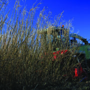 Miscanthus crops ‘boost soil carbon storage’