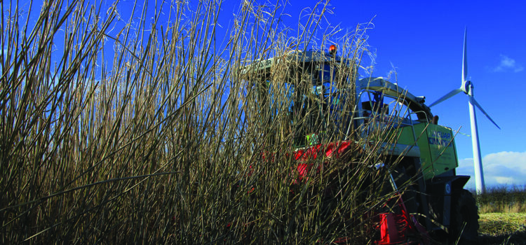 Miscanthus crops ‘boost soil carbon storage’