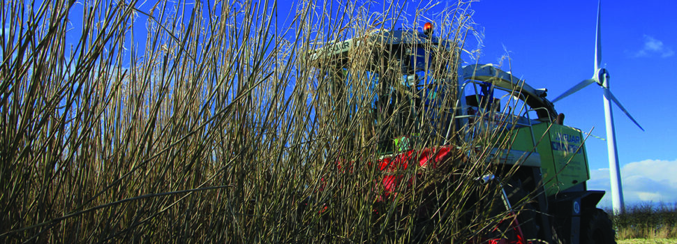 Miscanthus crops ‘boost soil carbon storage’