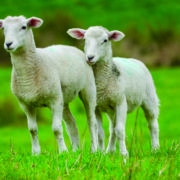 Nematodirus hatching forecast live for 2026