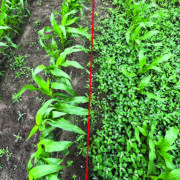 Two-stage weed control vital in maize