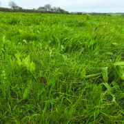 AI tool aims to transform herbal ley measurement