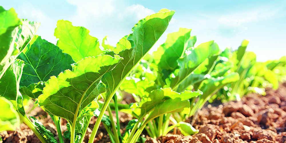 Stacked-trait varieties shape beet future