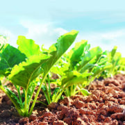 Stacked-trait varieties shape beet future